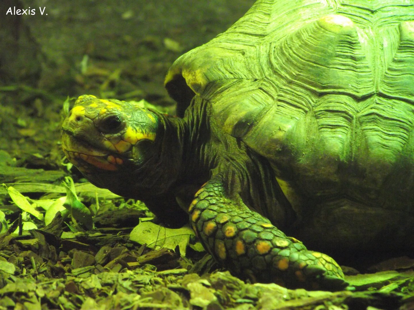 Red-footed Tortoise - Zooparc de Beauval - 11/2017