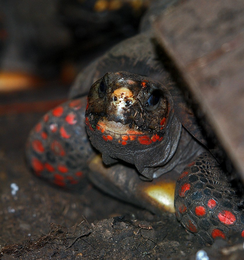 Red-Footed Tortoise