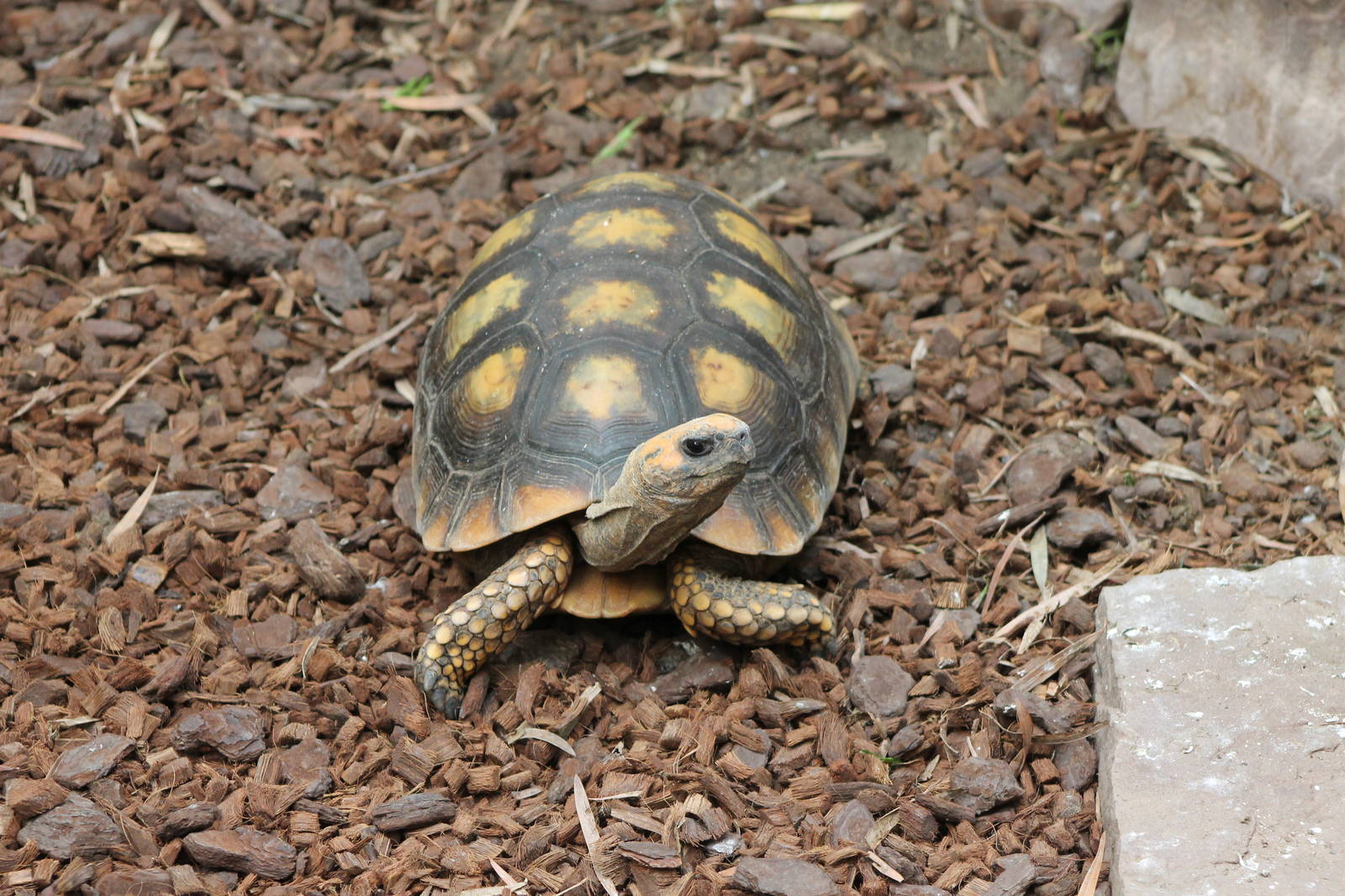 red-footed tortoise