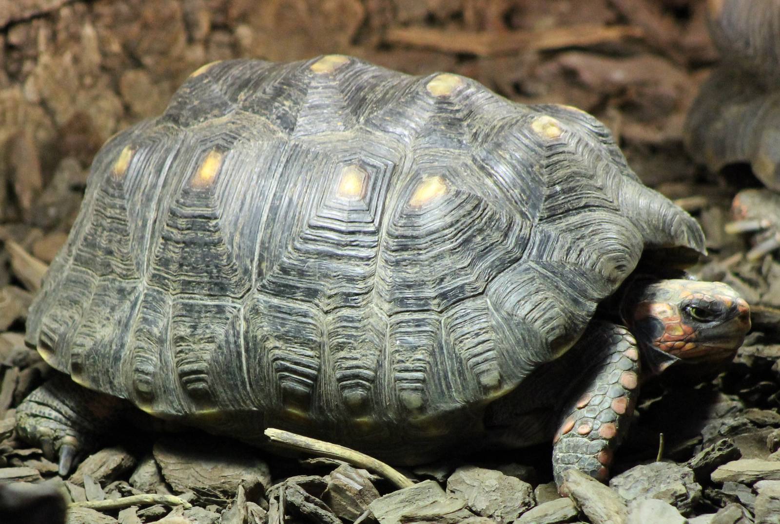 red-footed tortoise