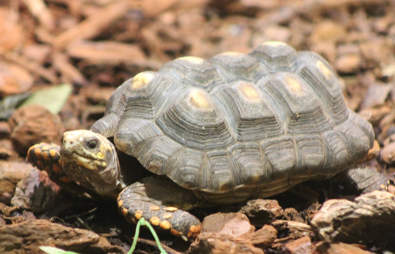 red-footed tortoise