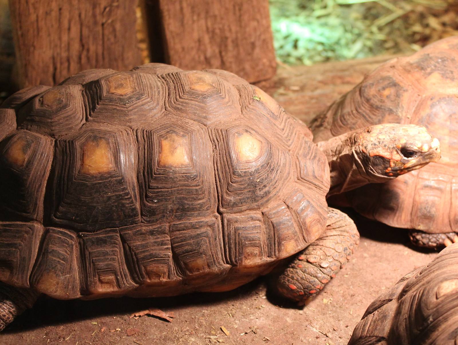 Red-footed tortoise