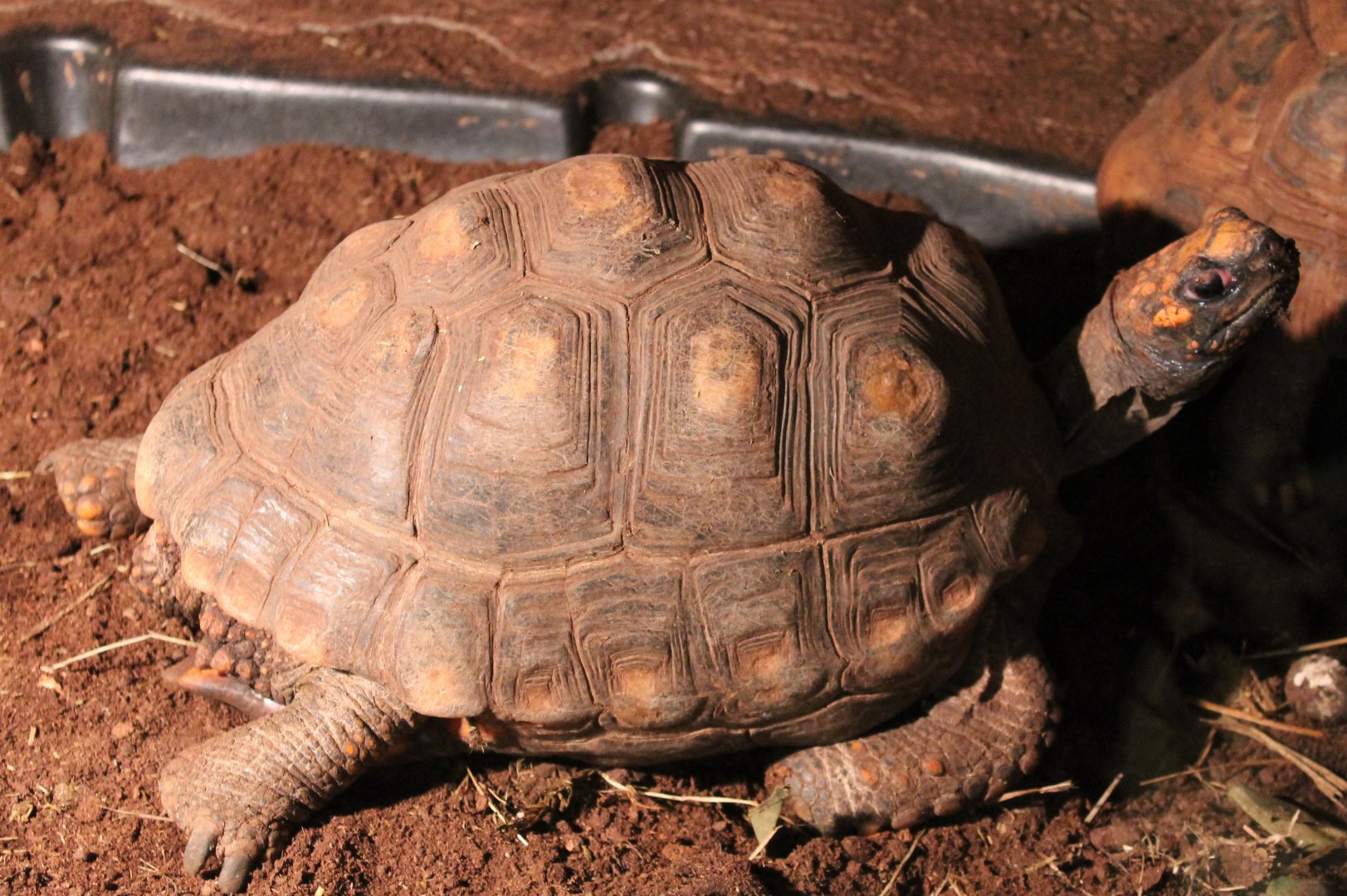 Red-footed tortoise