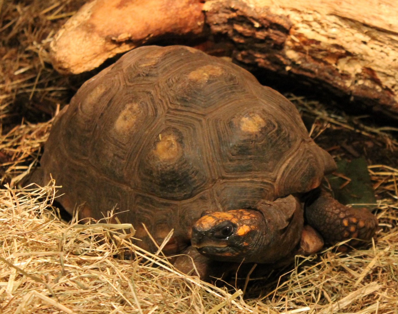 Red-footed tortoise