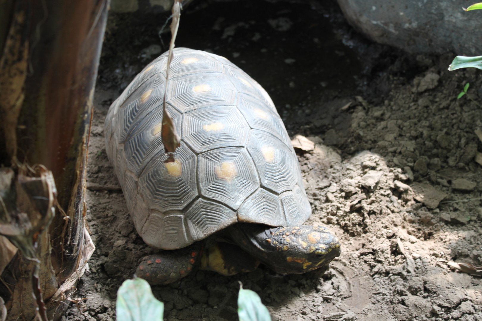 Red-footed tortoise