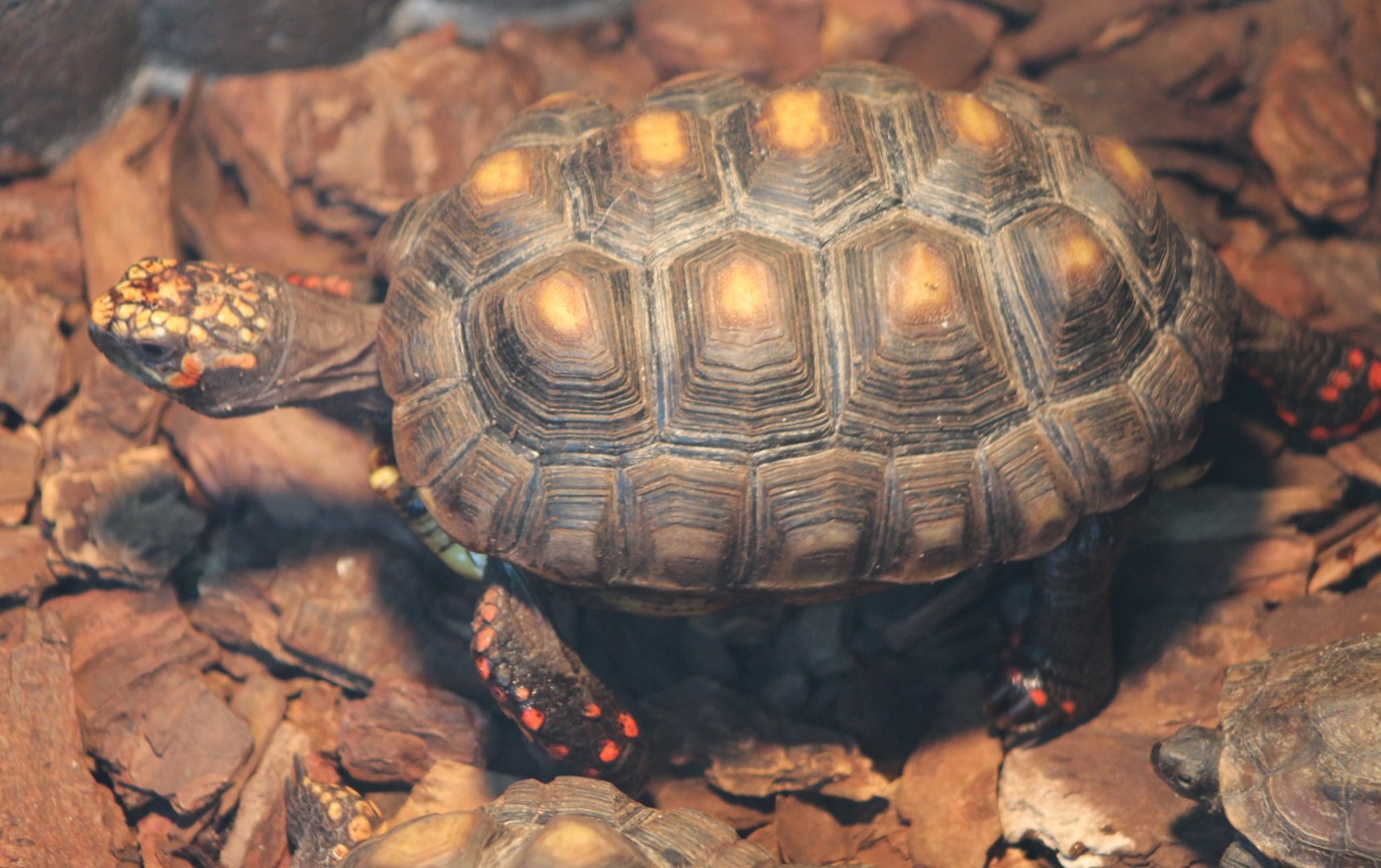 Red-footed tortoise