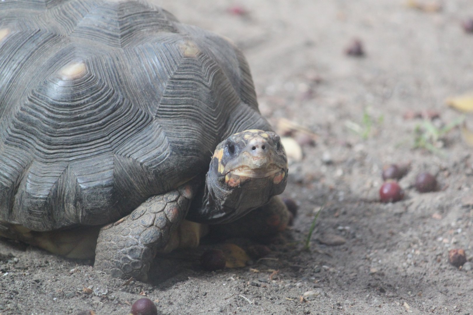 Red footed tortoise