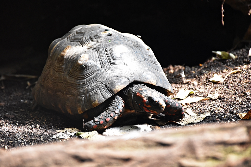 Red-footed tortoise