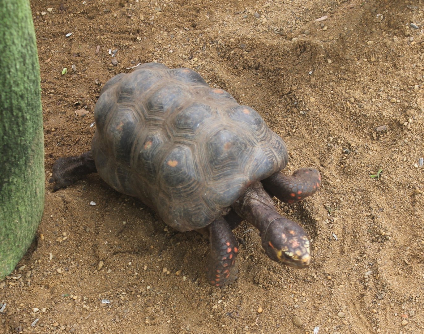 Red-footed tortoise