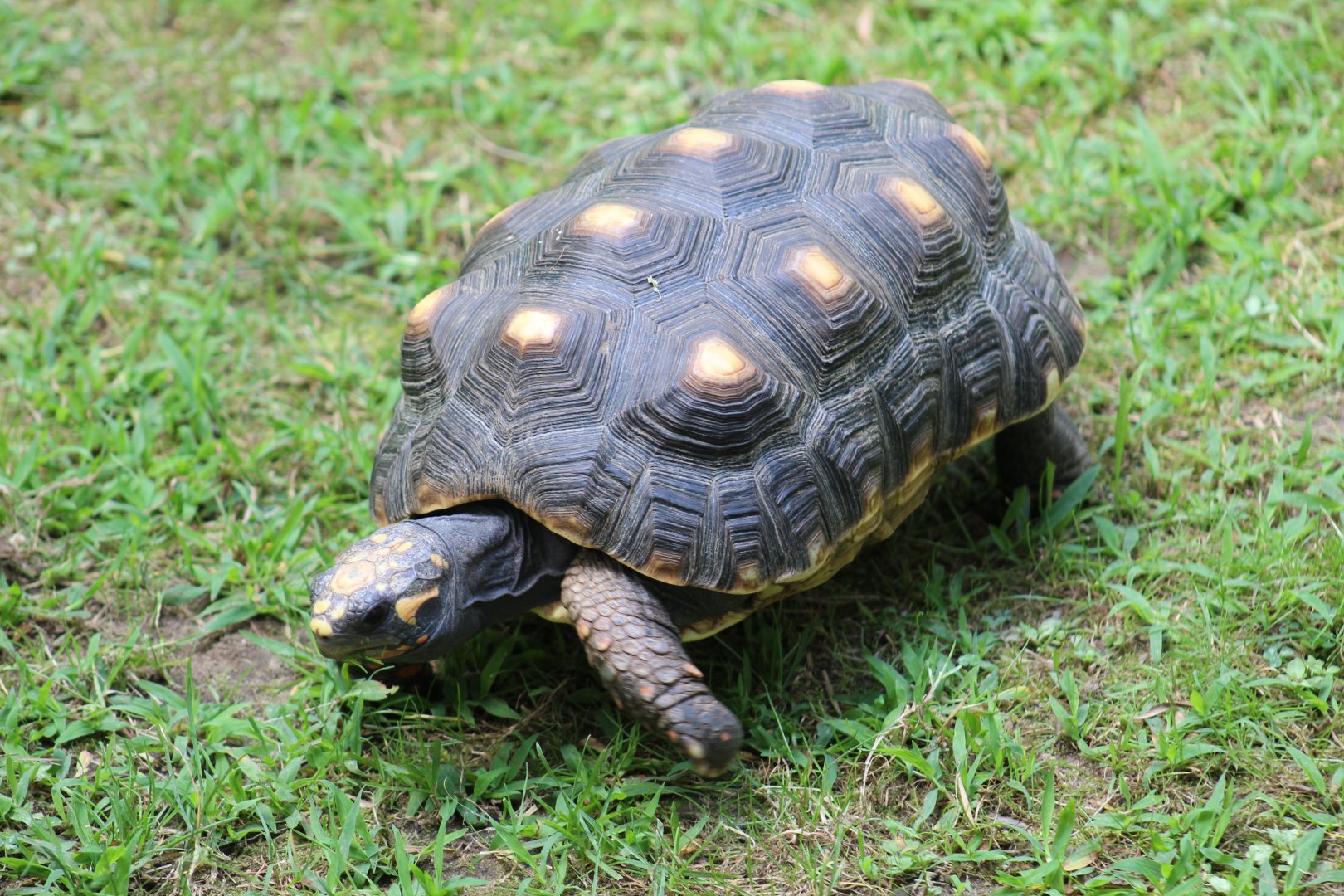 Red-Footed Tortoise