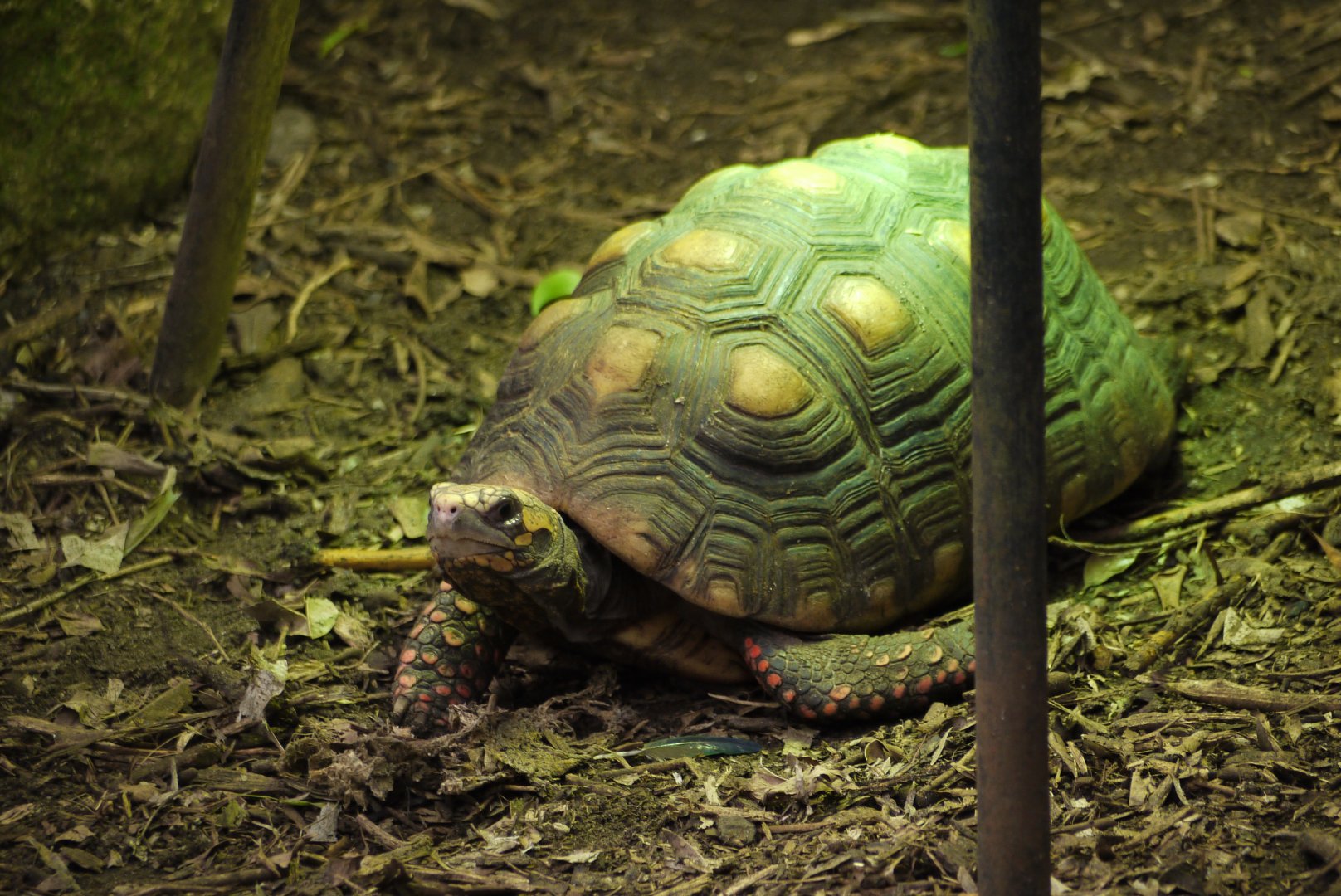 Red-Footed Tortoise