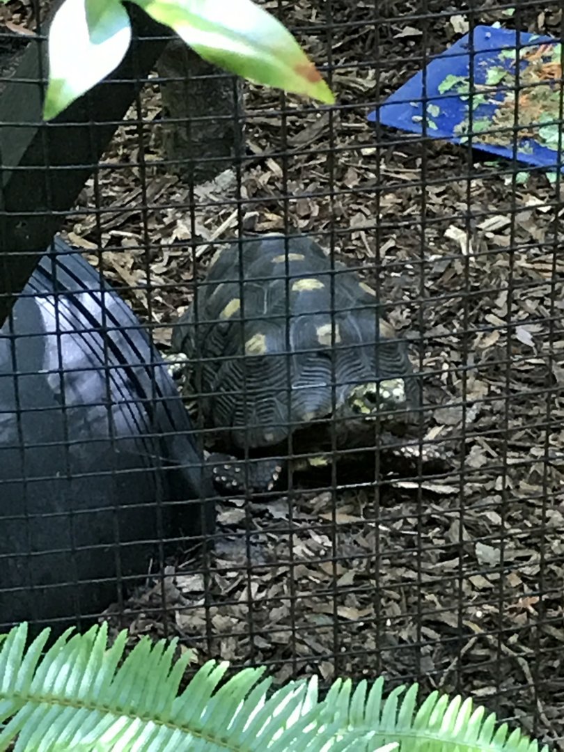 Red-footed tortoise