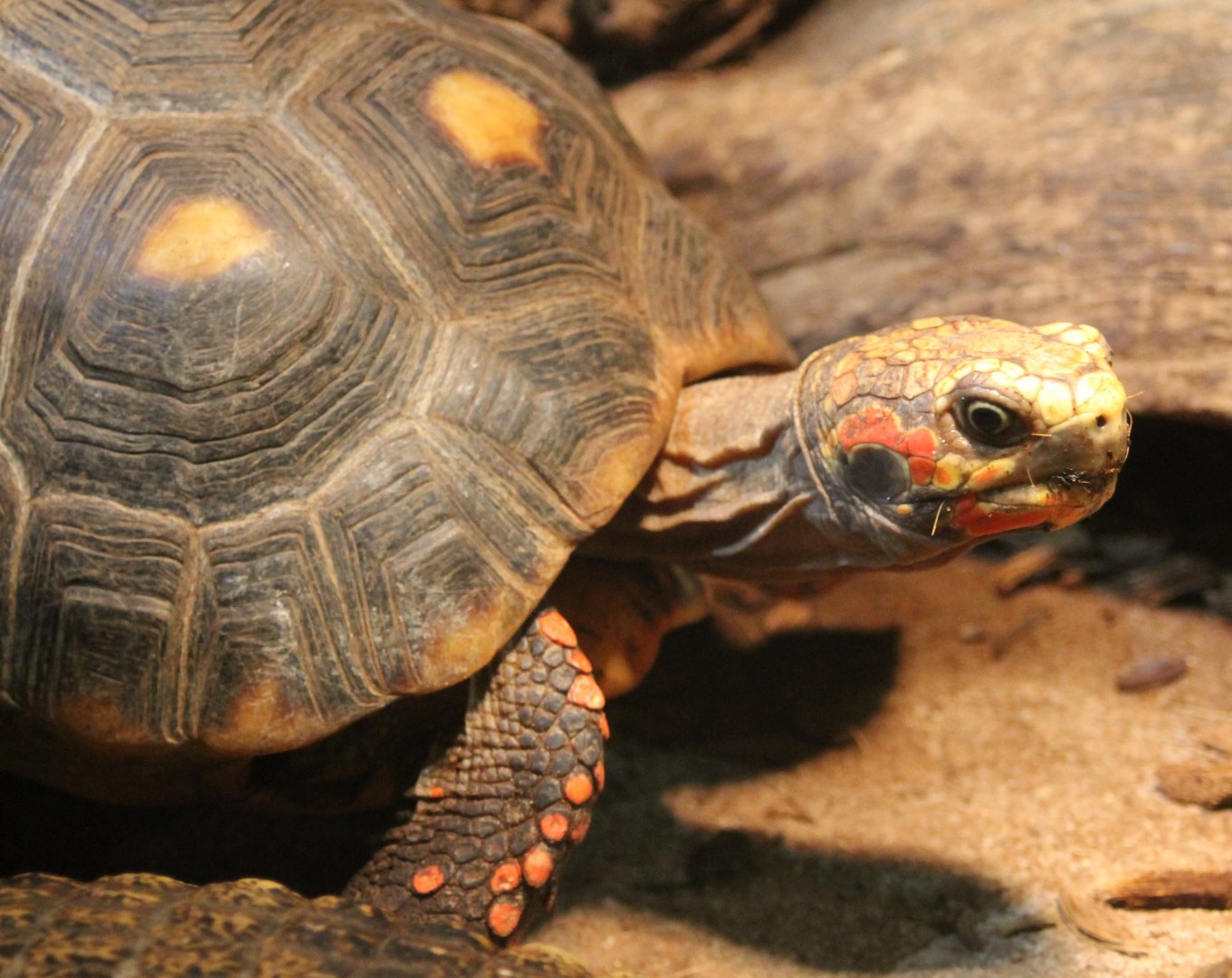 Red-footed tortoise