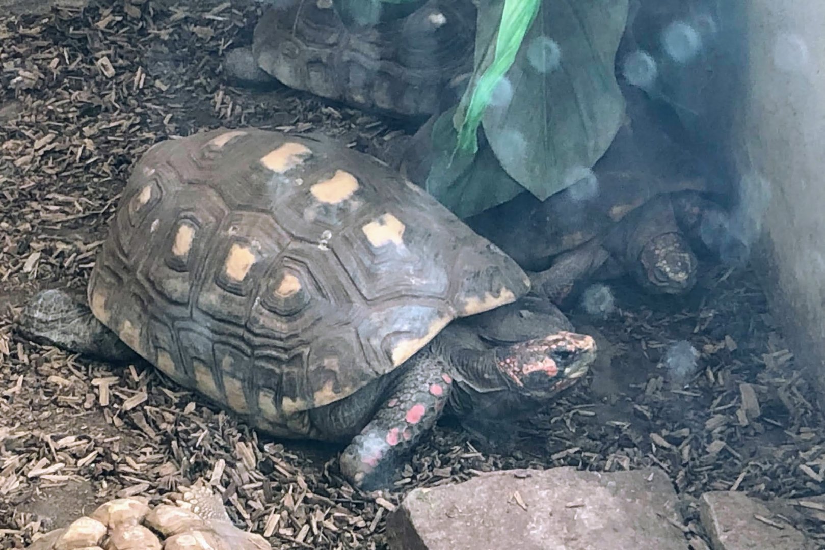 Red-footed Tortoise