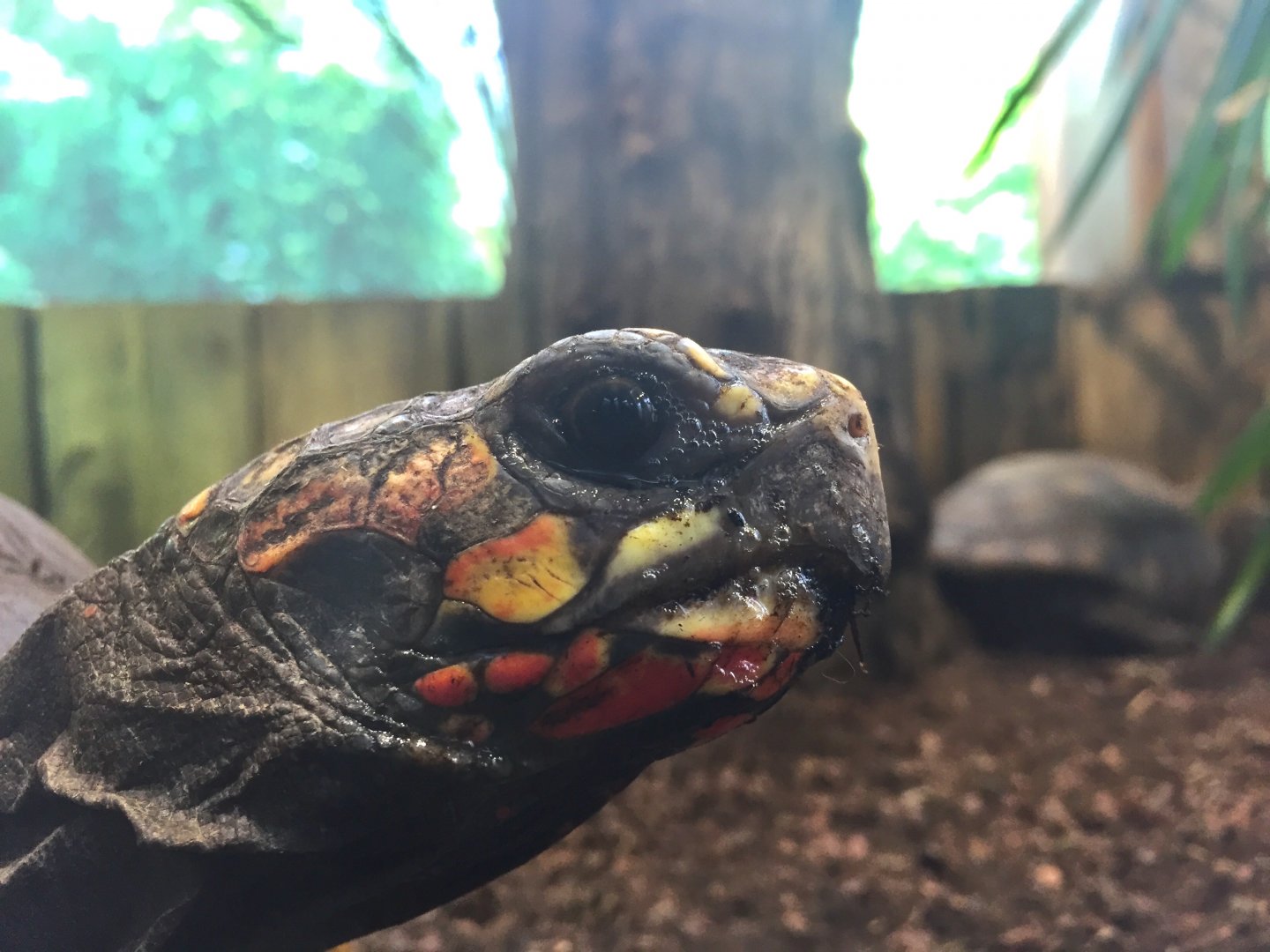 Red-Footed tortoise