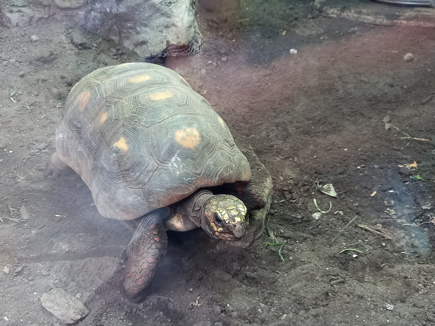 Red-footed Tortoise