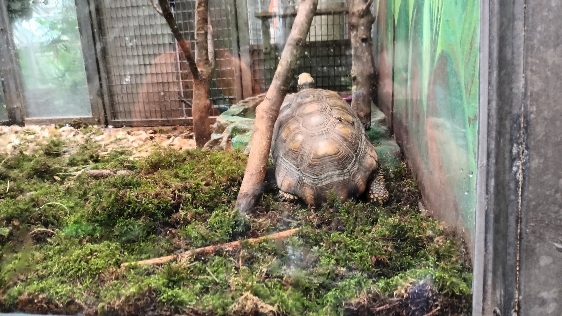 Red footed Tortoise