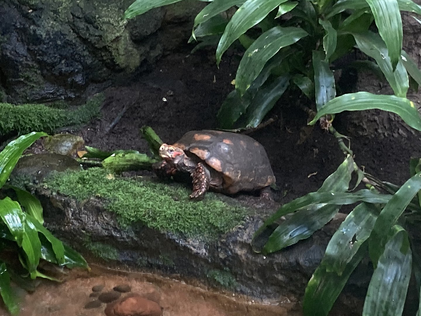 Red-Footed Tortoise