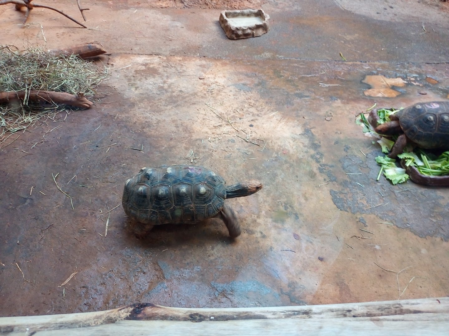 Red footed tortoise