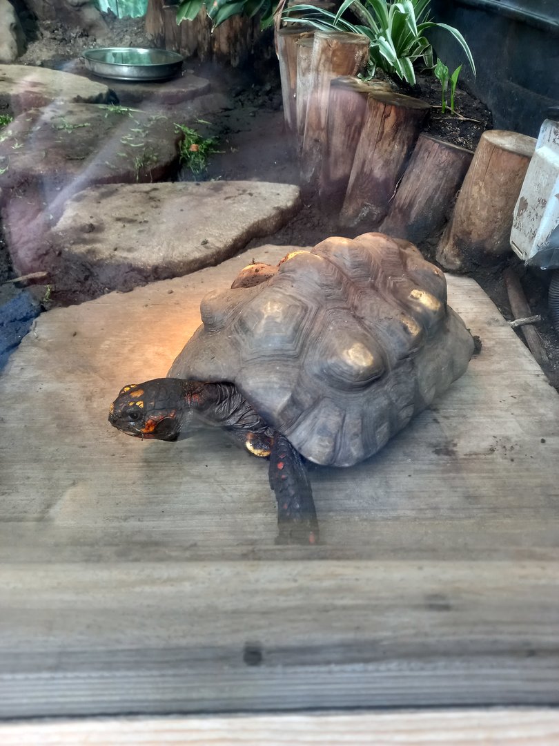 Red-footed Tortoise