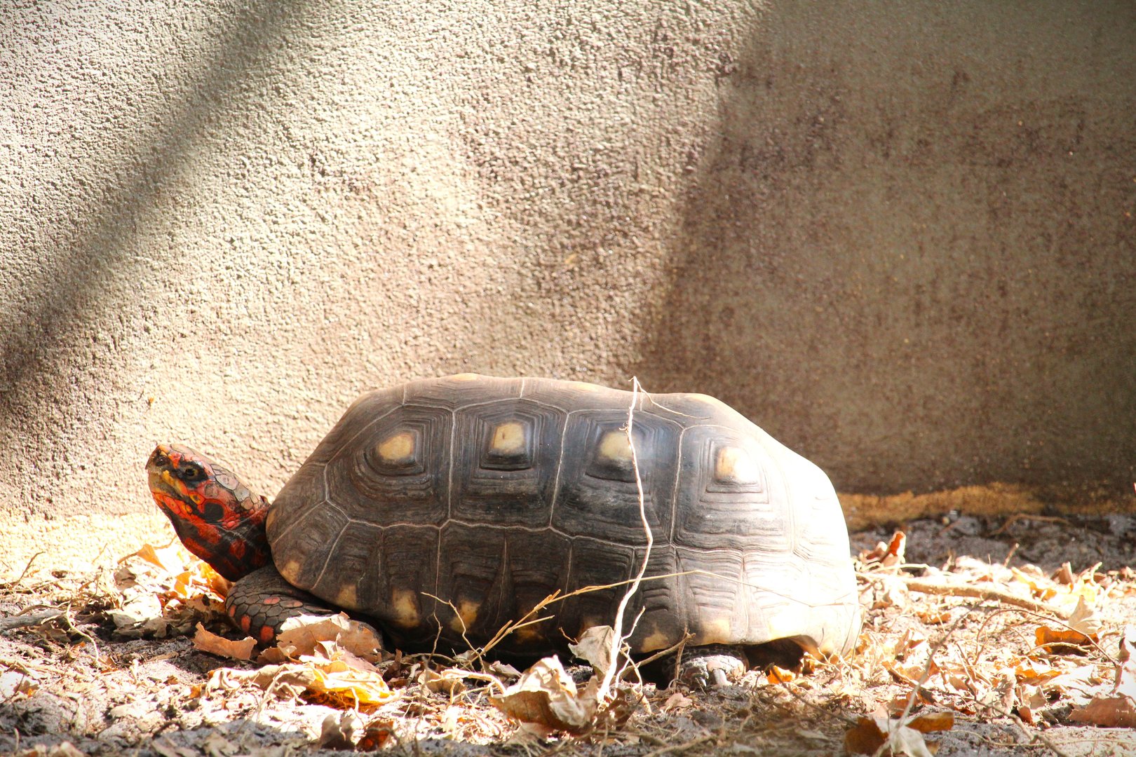 Red-footed Tortoise
