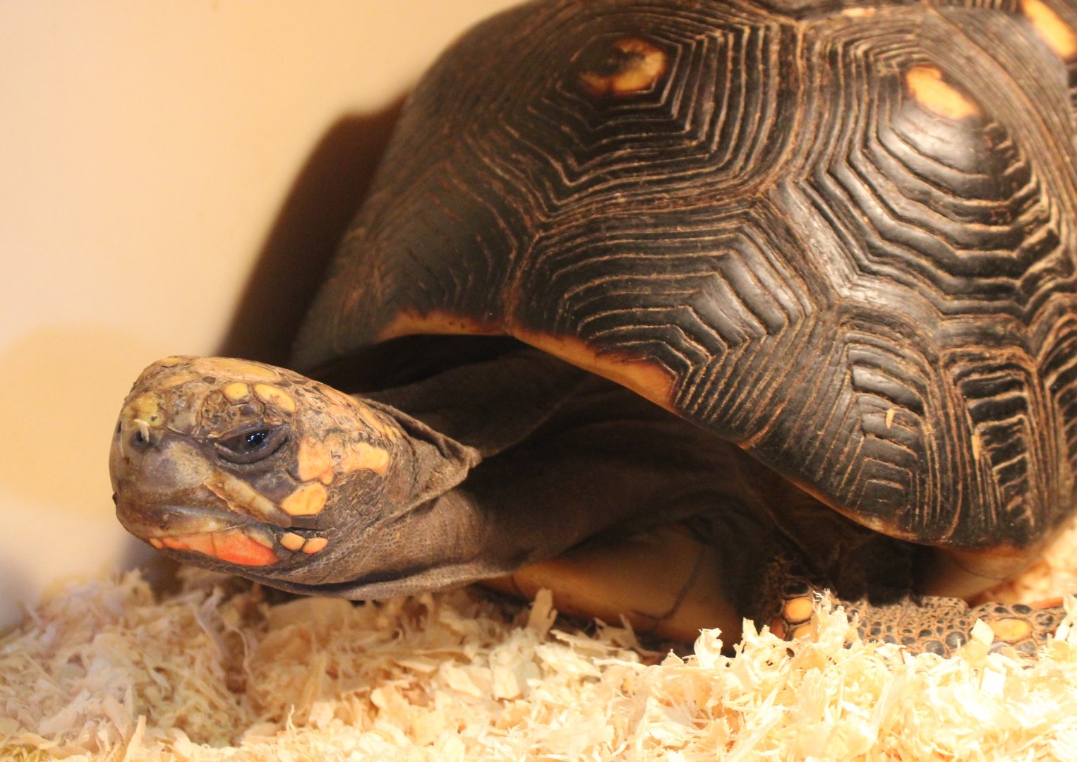 Red-footed tortoise