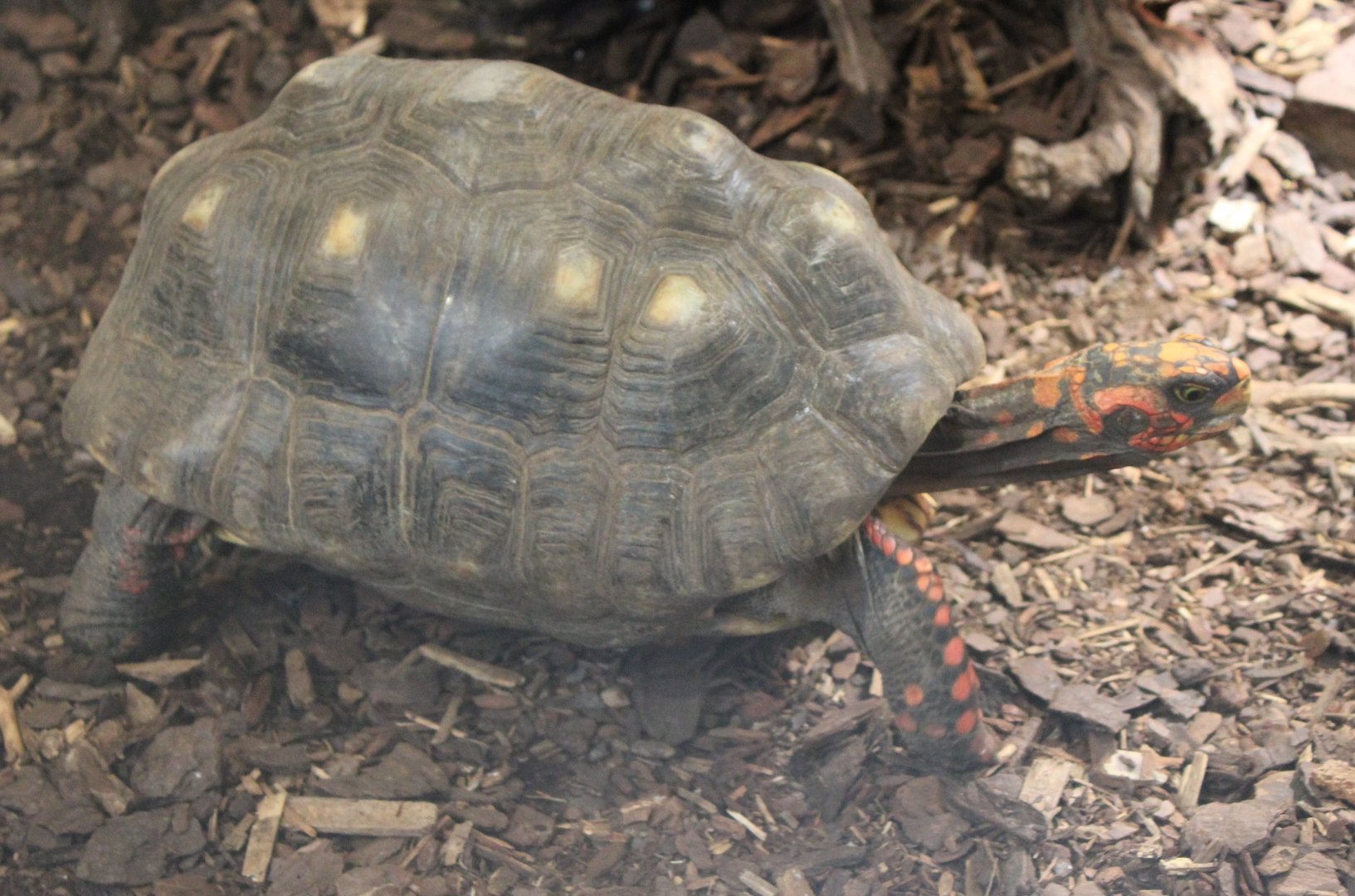 Red-footed tortoise