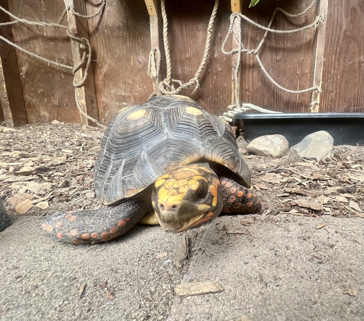 Red-footed Tortoise
