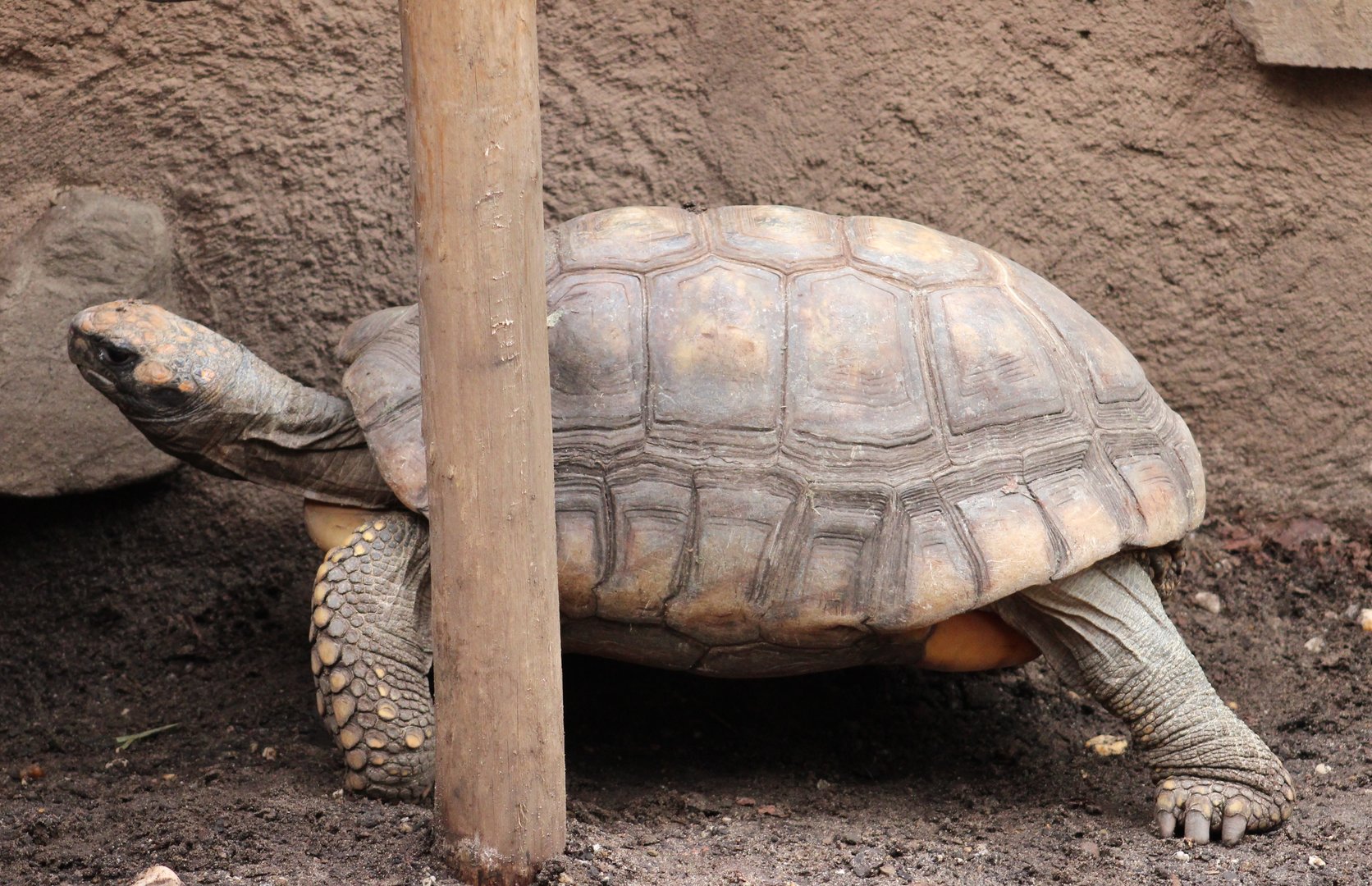 Red-footed tortoise