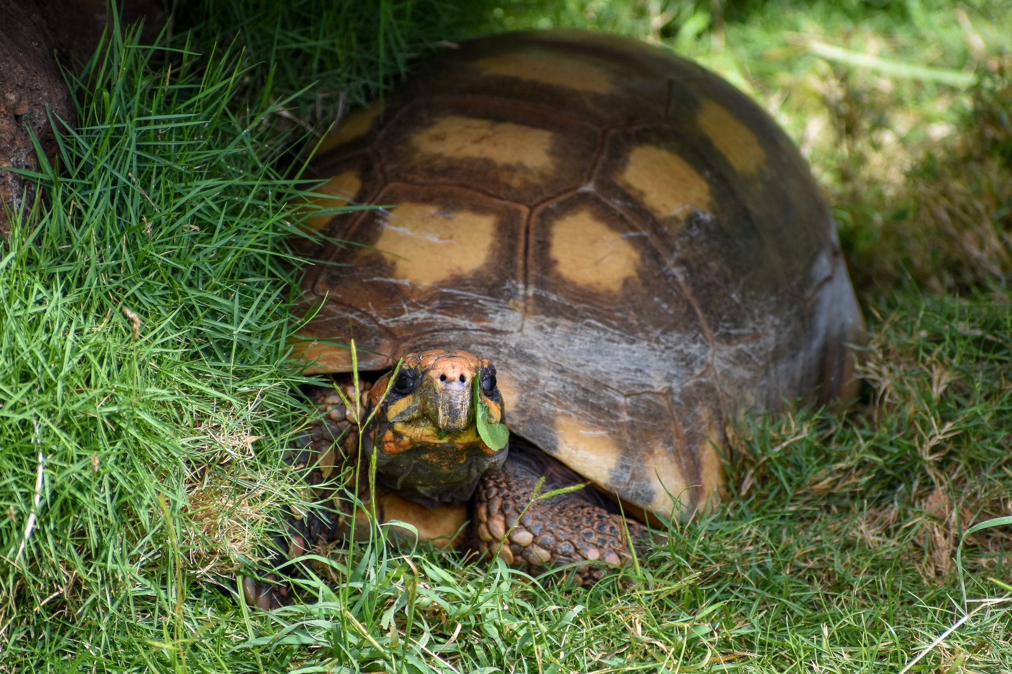 Red-footed Tortoise