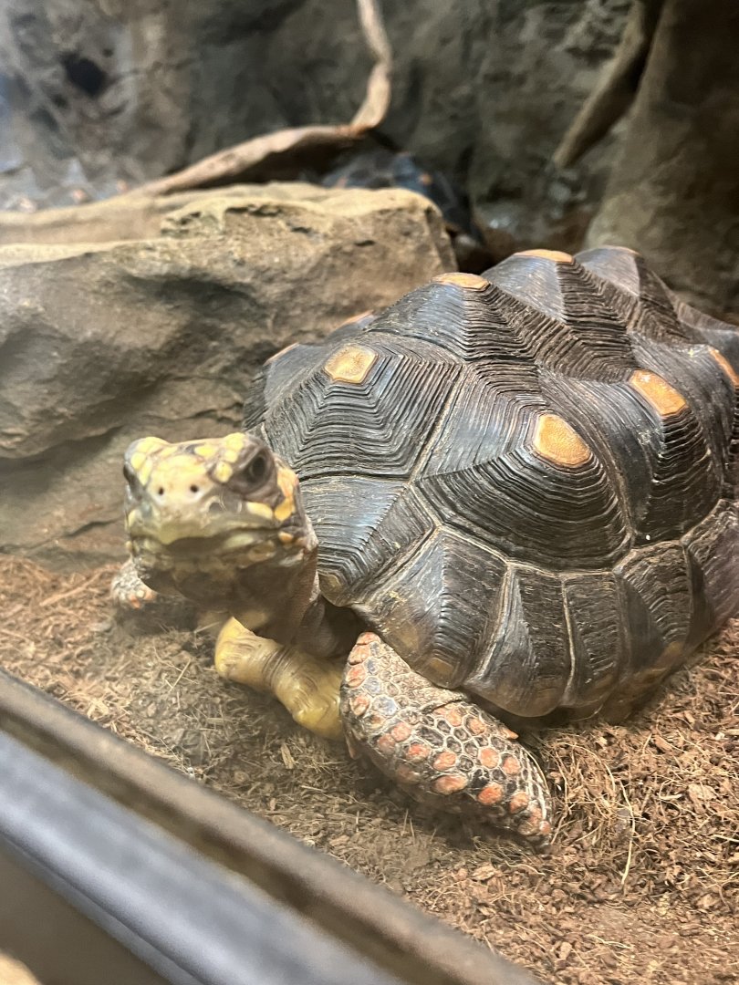 Red footed Tortoise