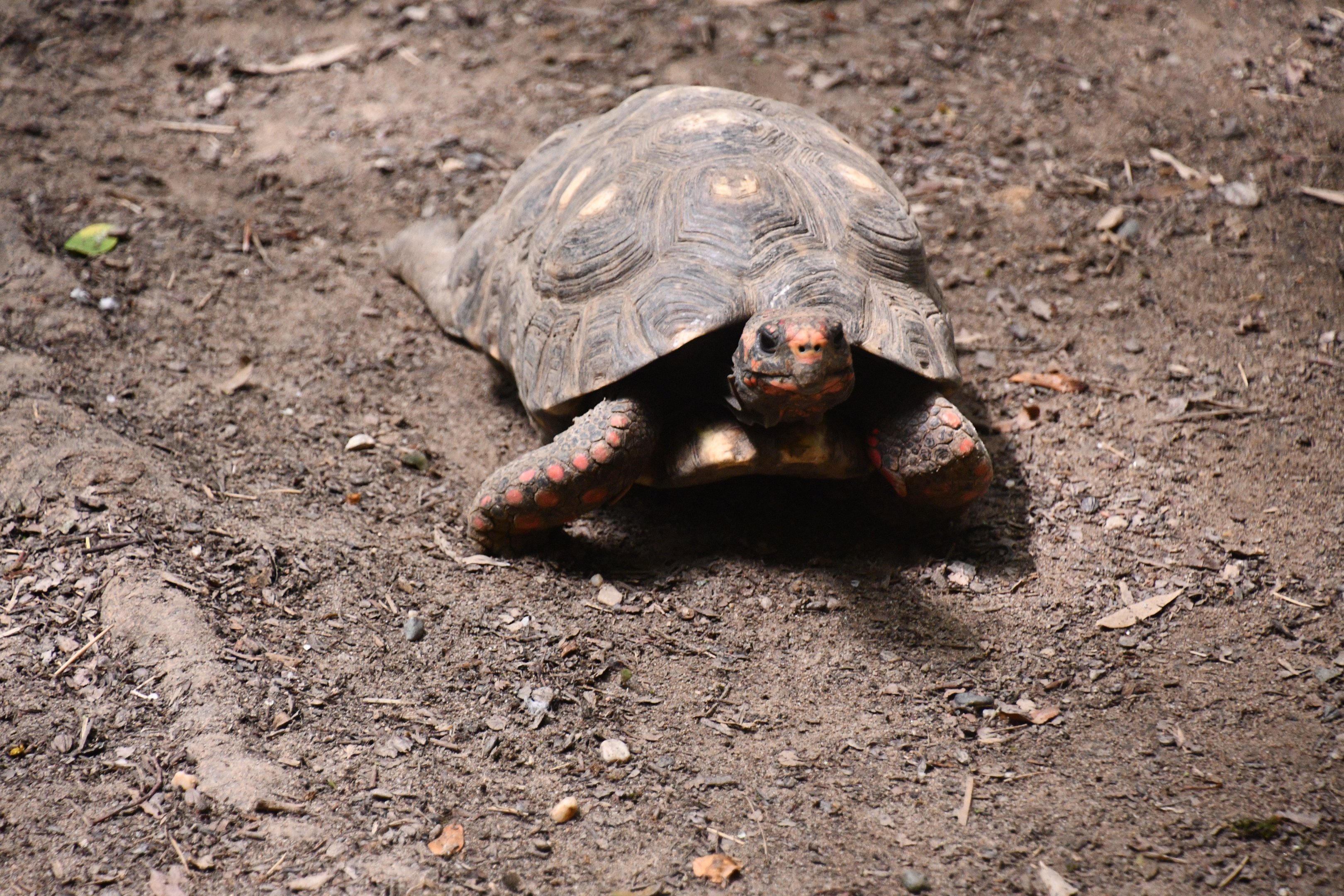 Red-footed Tortoise