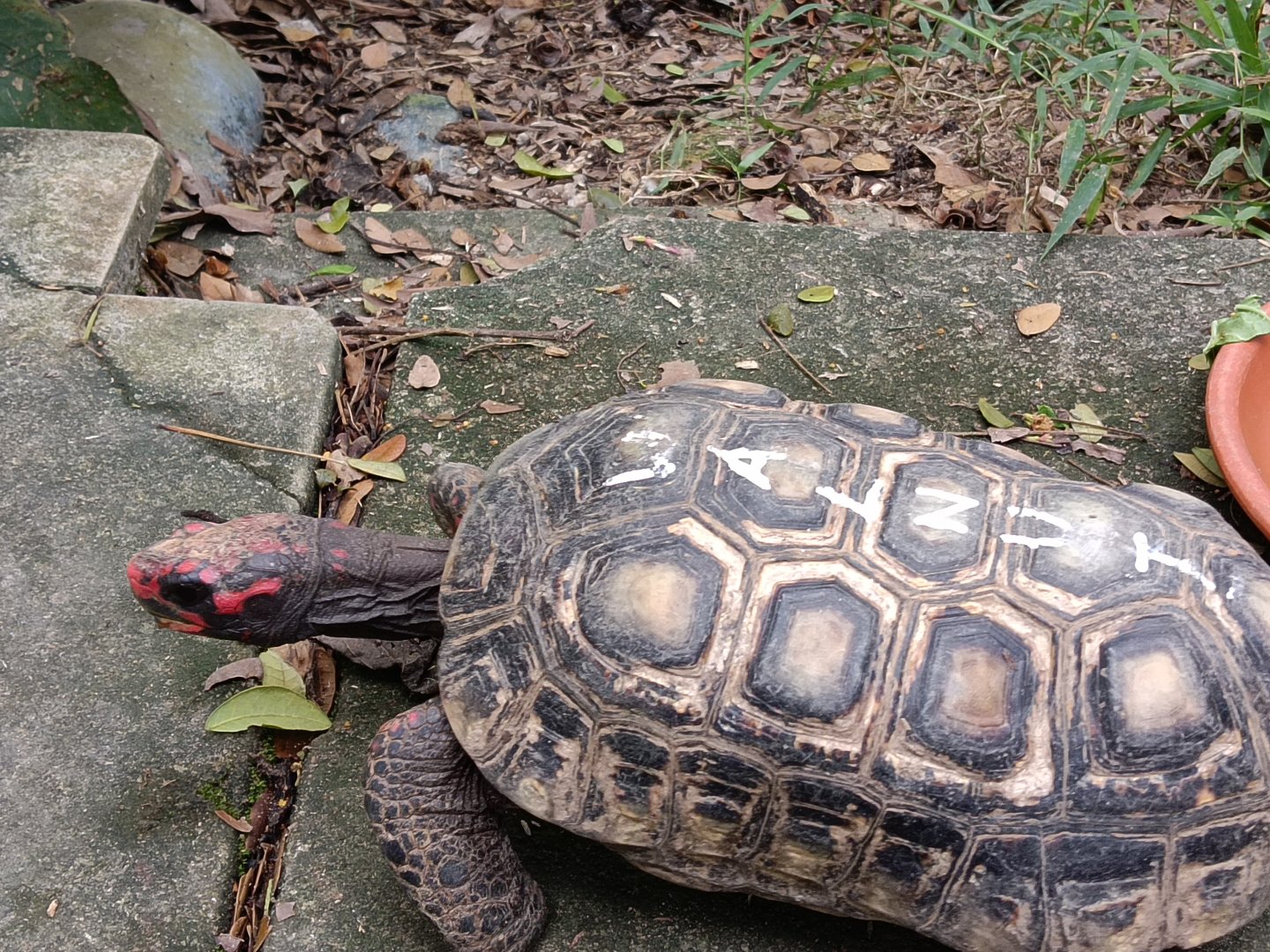 Red footed tortoise