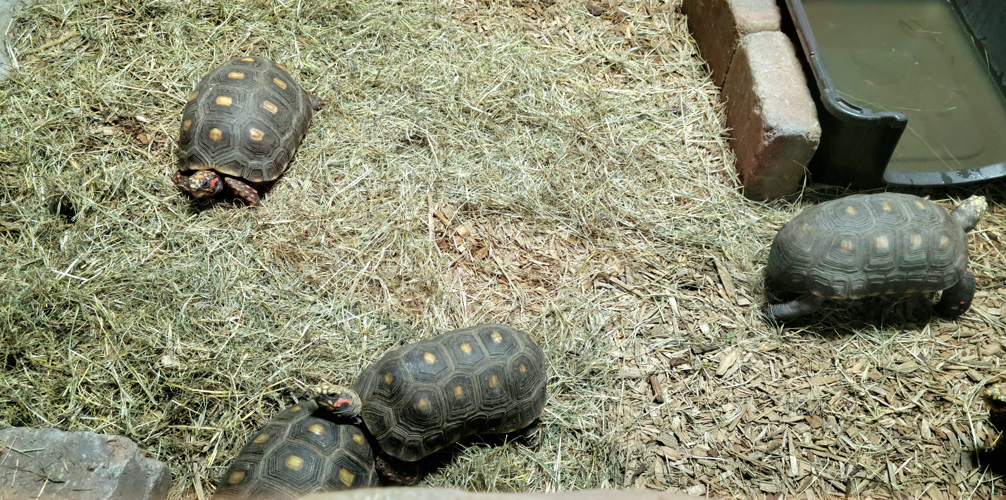 Red-Footed Tortoise