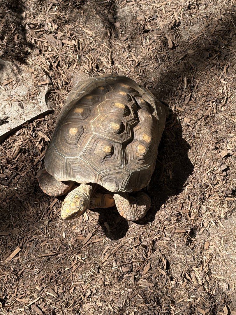 Red-footed Tortoise