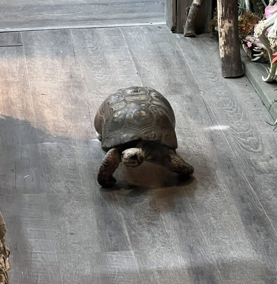 Red-footed Tortoise