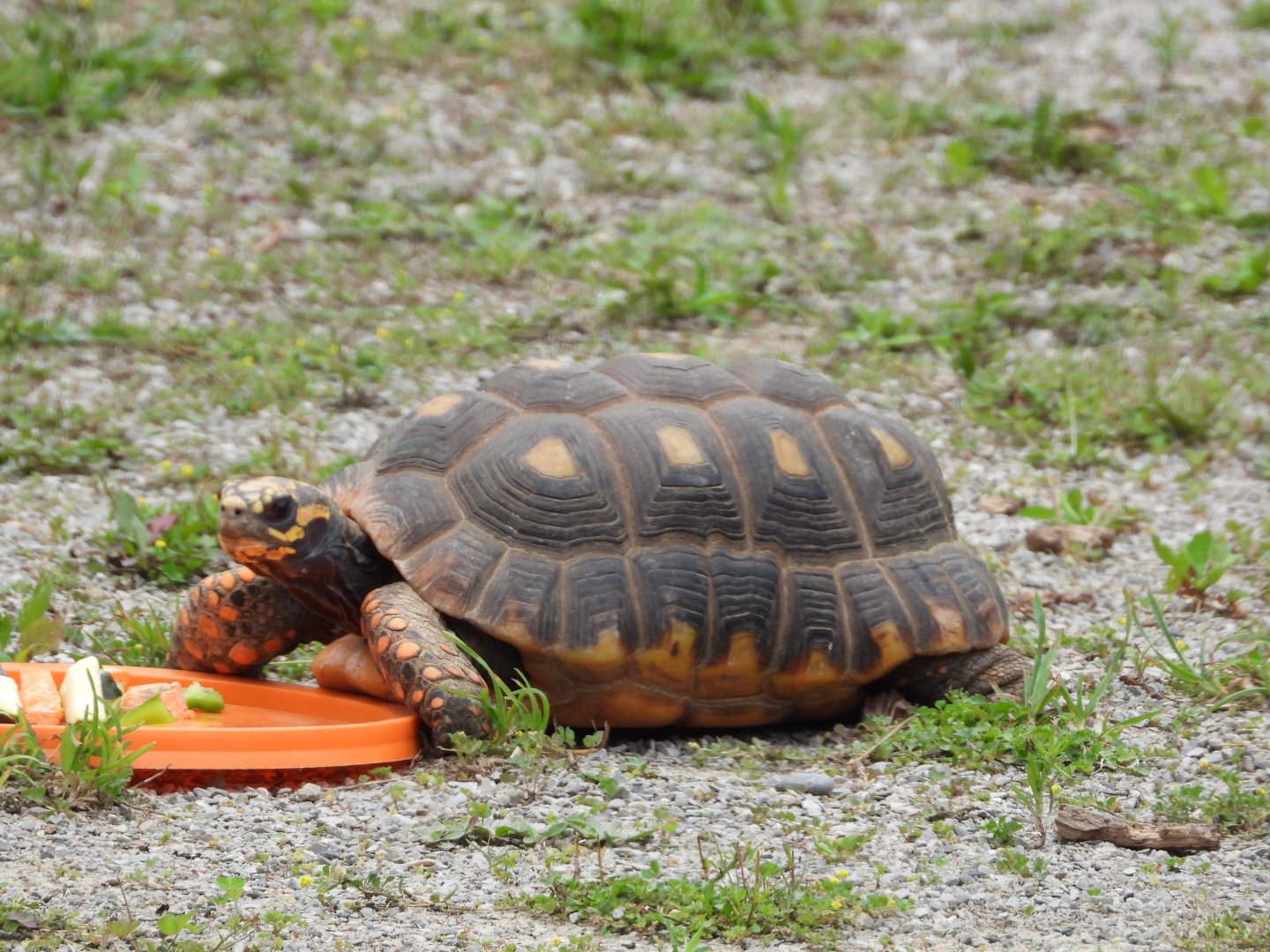 Red-footed tortoise