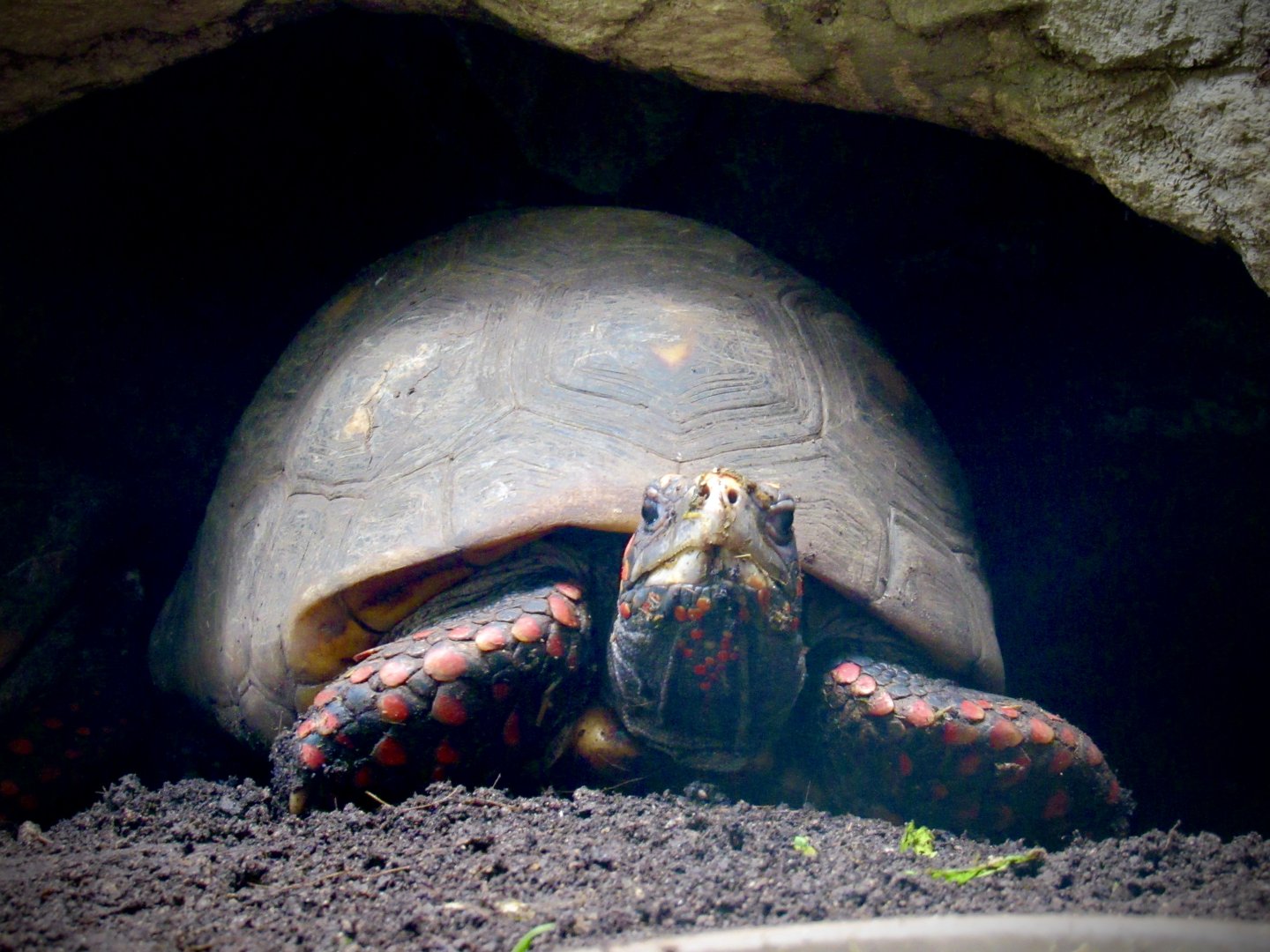 Red-footed tortoise