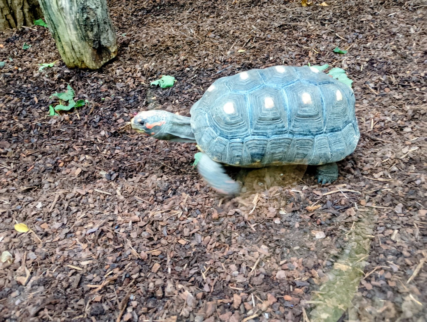 Red-footed tortoise