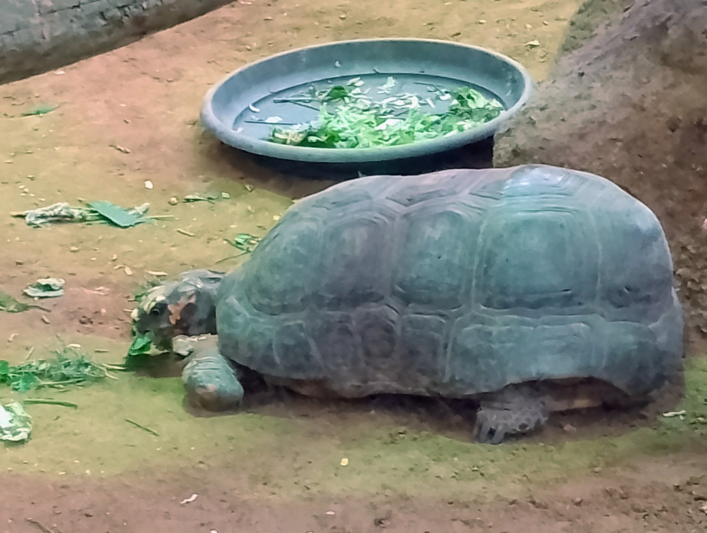 Red-footed tortoise