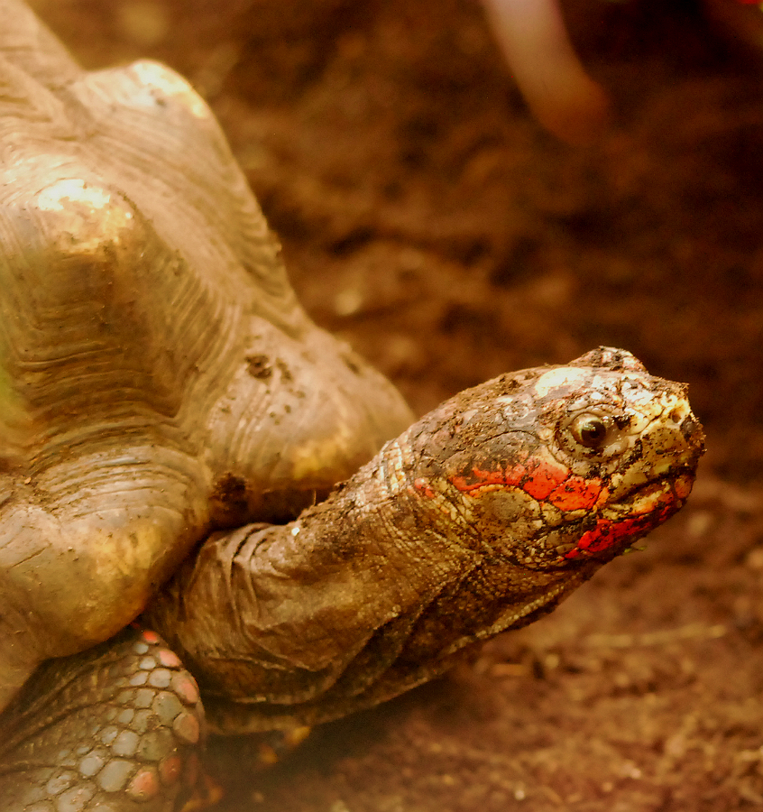 RED FOOTED TORTOISED