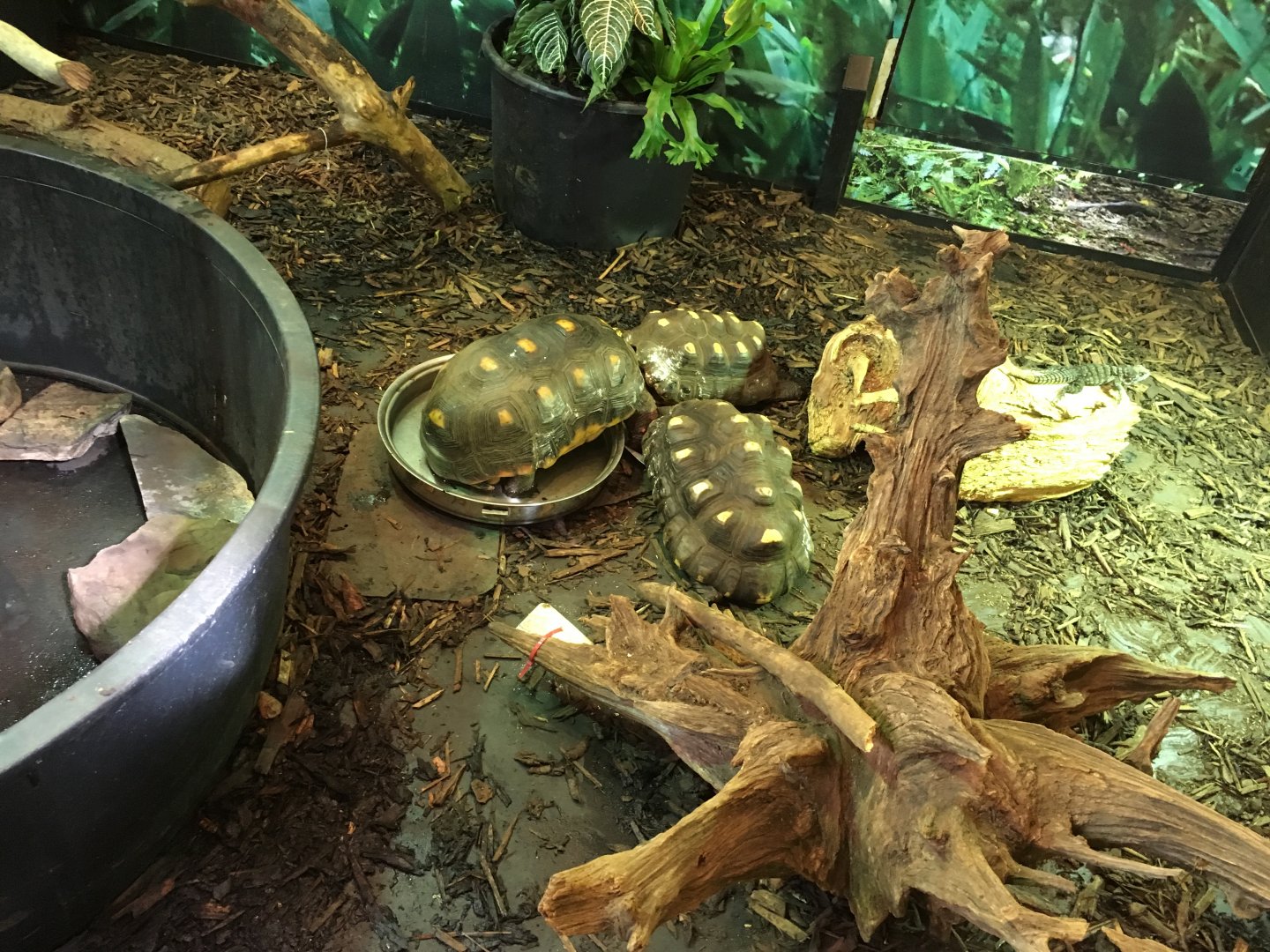 Red-footed tortoises 010817