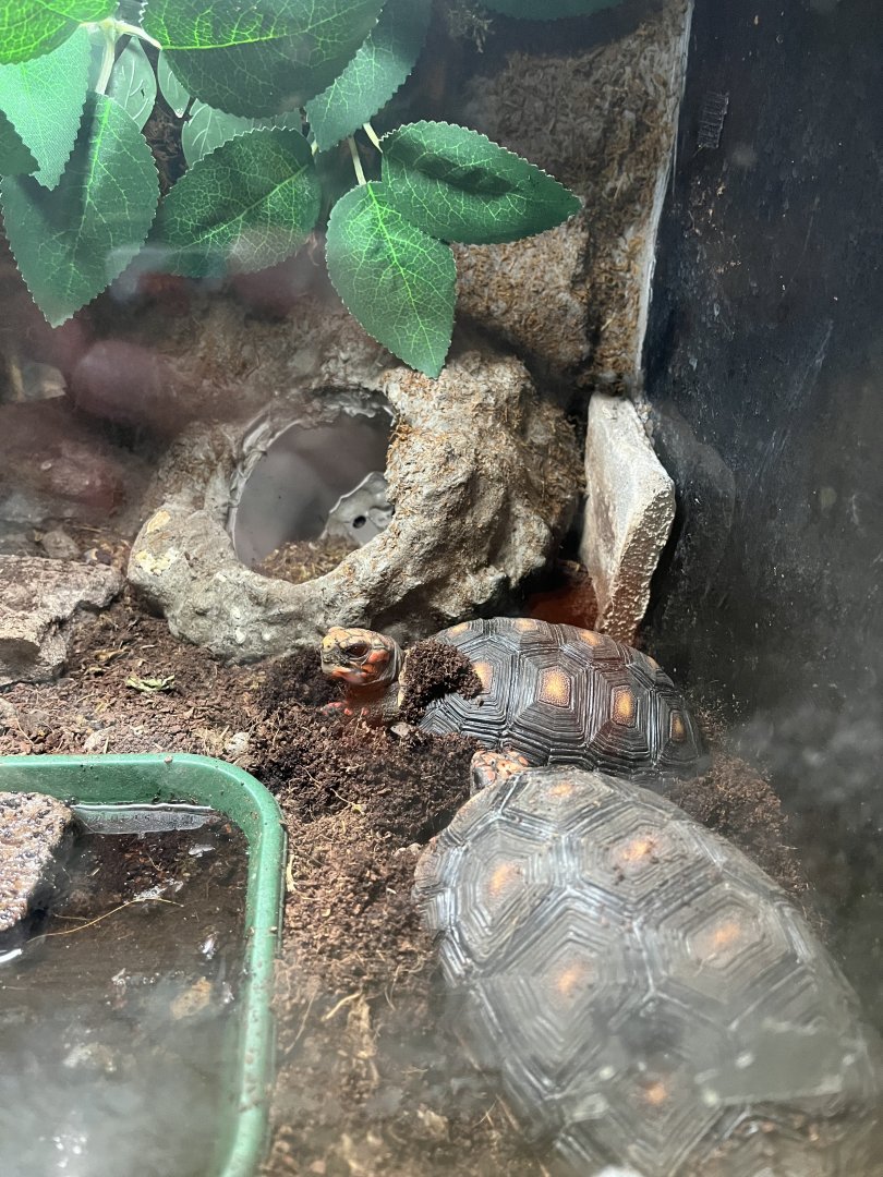 Red footed tortoises 1.9.25