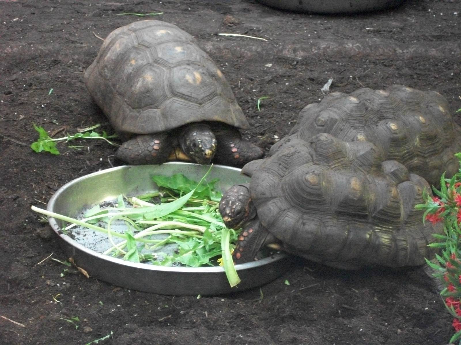 Red-footed Tortoises 20th May 2013