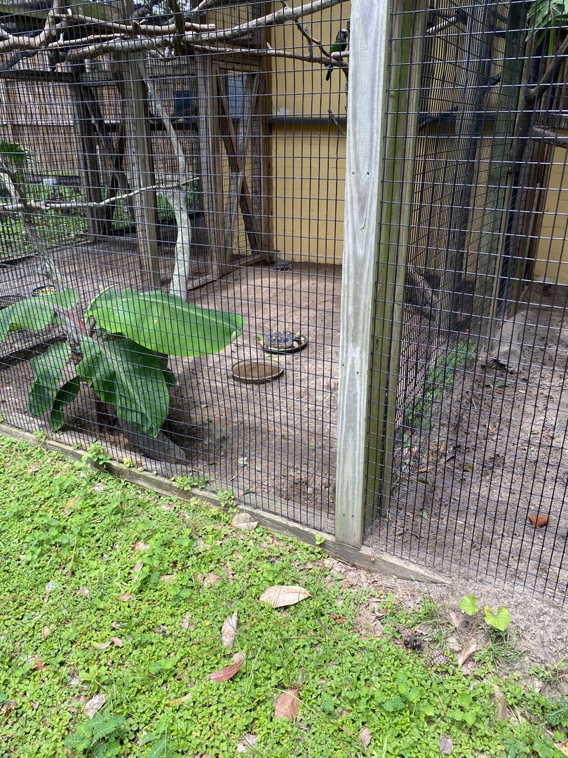 Red-Footed Tortoises - 6/22/2023