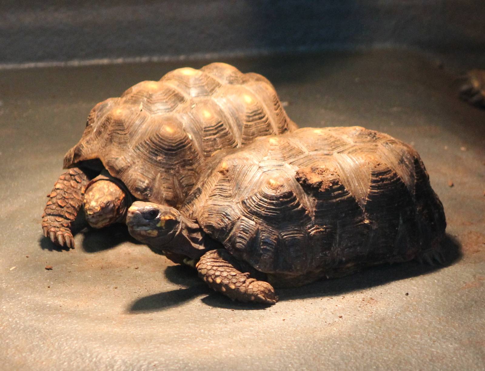 Red-footed Tortoises (Chelonides carbonaria)