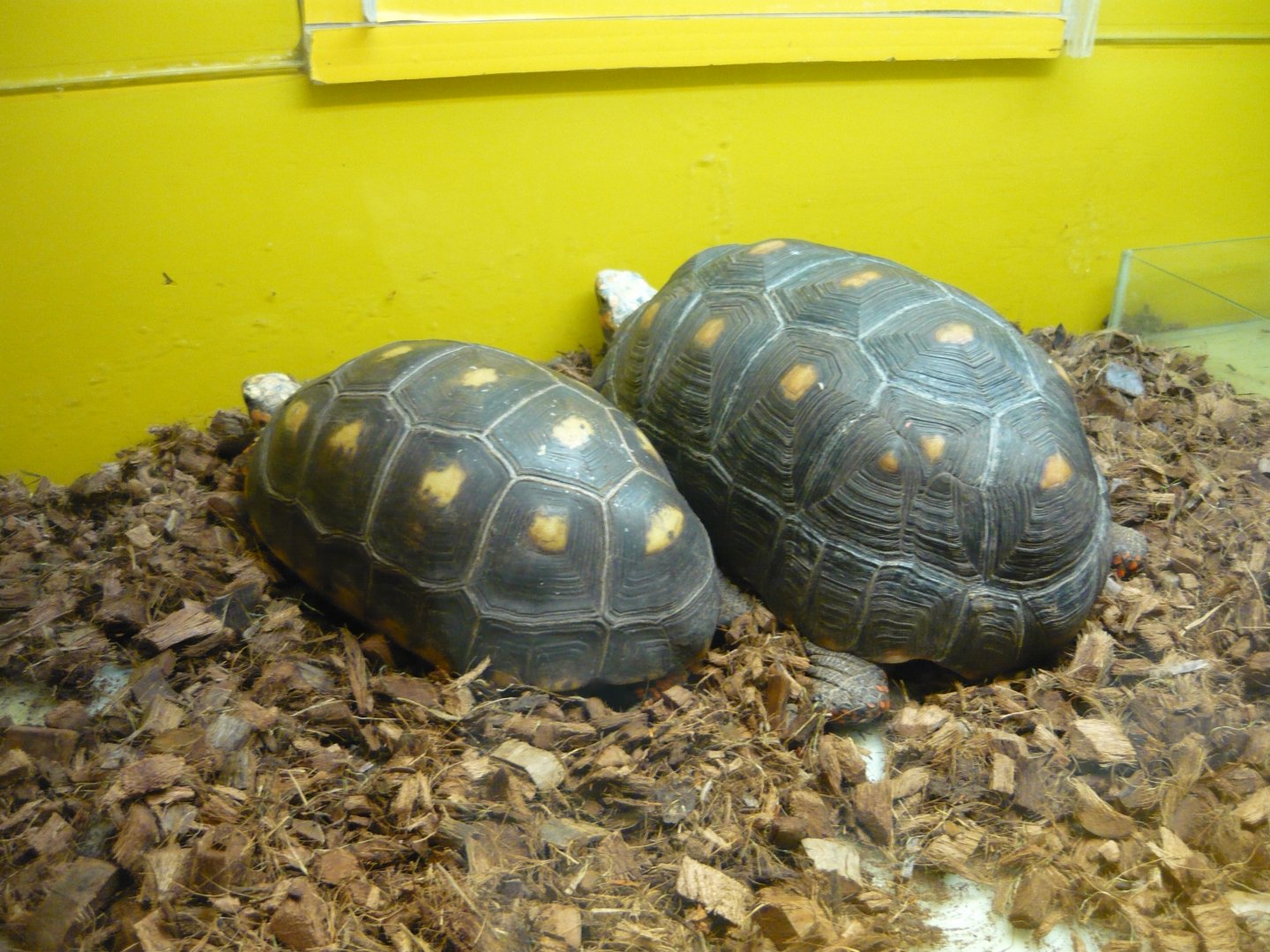 Red-footed tortoises (Chelonoidis carbonaria)