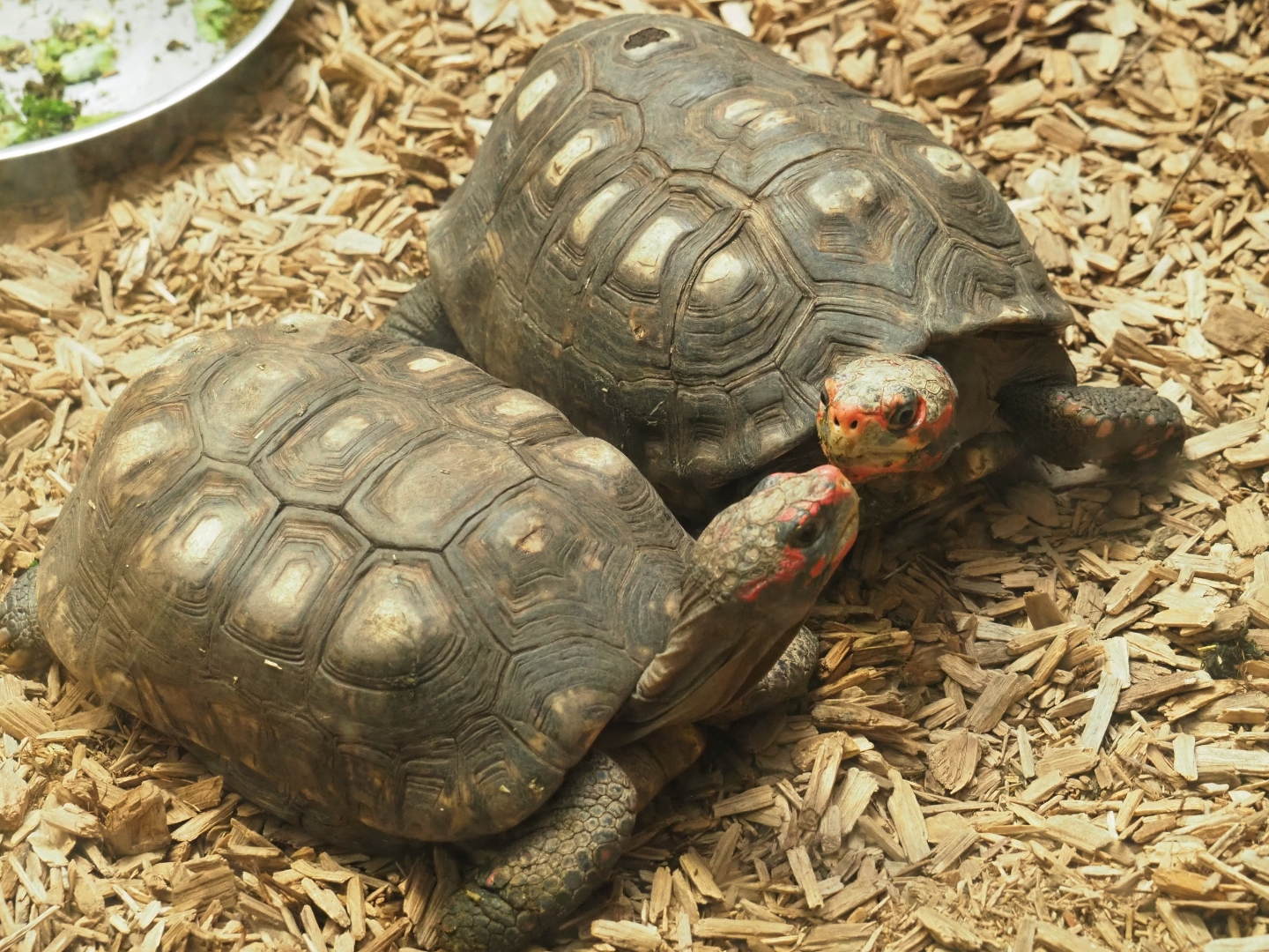Red-footed tortoises (Chelonoidis carbonarius), 2019-04-20