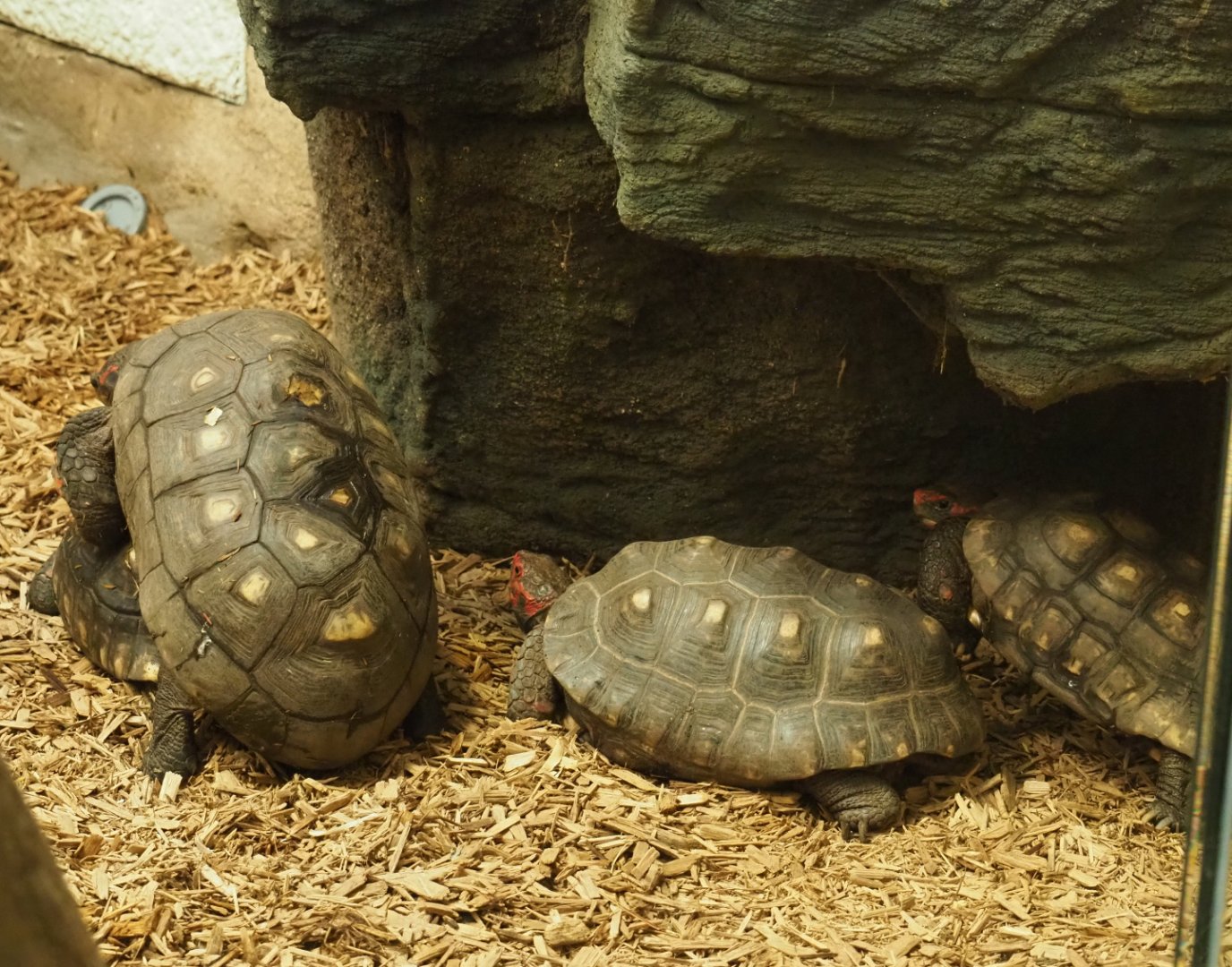 Red-footed tortoises (Chelonoidis carbonarius), 2020-05-24