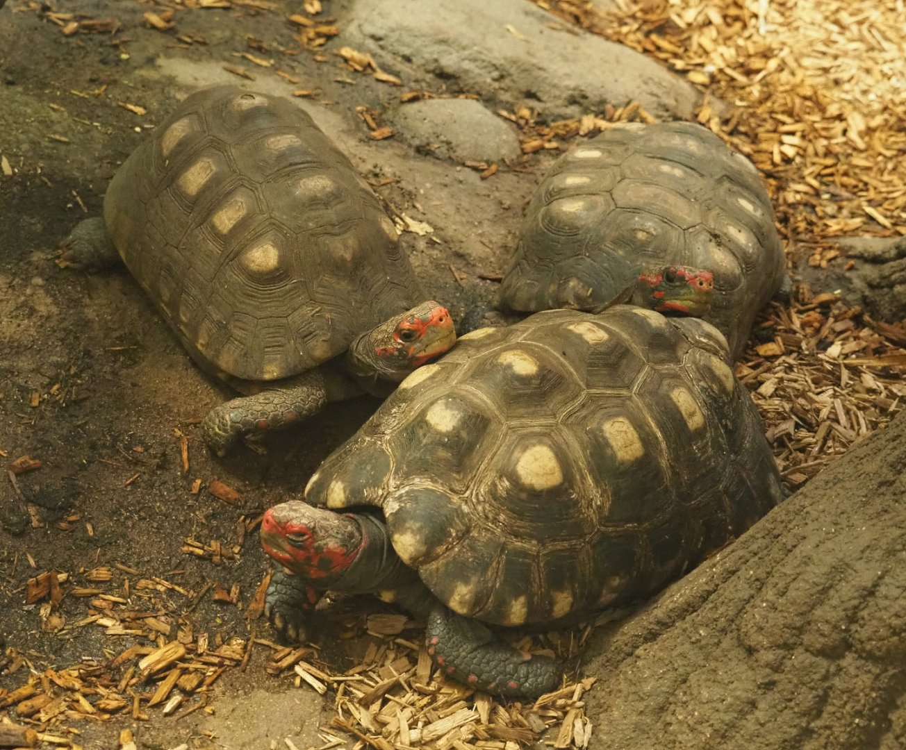 Red-footed tortoises (Chelonoidis carbonarius), 2020-09-20